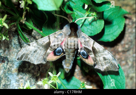 Eyed Hawk-Moth (Smerinthus ocellata) Banque D'Images