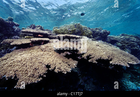 Les récifs coralliens typiques avec Acropara-Table-Coral (Acropora hyacinthus) et différents poissons de récif, Hurghada,, Red Sea Banque D'Images
