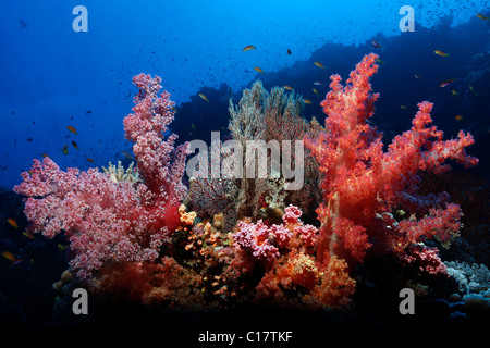 Barrière de corail rouge avec de magnifiques coraux mous (Dendronephthya sp.) et des gorgones (Acabaria splendens), beaucoup de petits poissons de récif Banque D'Images