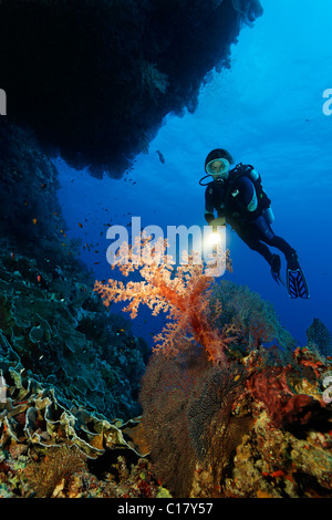 Plongée sous marine avec une torche plongée sous un surplomb des récifs coralliens à la recherche en général soft coral (Dendronephthya sp.) avec de magnifiques Banque D'Images