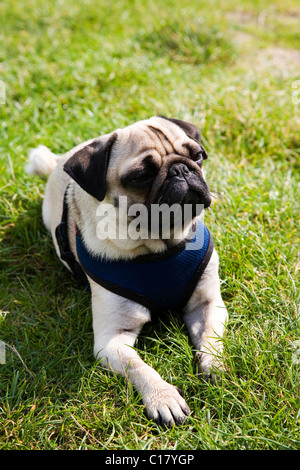 Les jeunes Le PUG est posé sur une prairie Banque D'Images