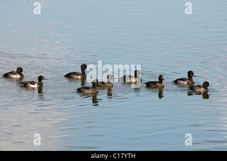 Fuligule morillon (Aythya fuligula) Banque D'Images