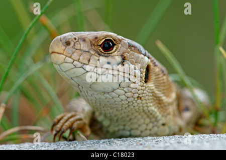 Sand lizard (Lacerta agilis), Femme Banque D'Images