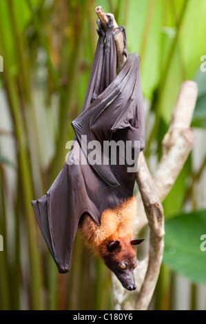 Un fruit bat également connu sous le nom de flying fox (Pteropus vampyrus) à Bali en Indonésie Banque D'Images