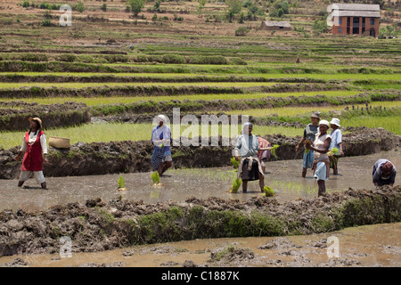 Le riz (Oryza sativa). Les femmes de les planter en semis dans les champs paddy remblayés. Madagascar. Novembre. Banque D'Images