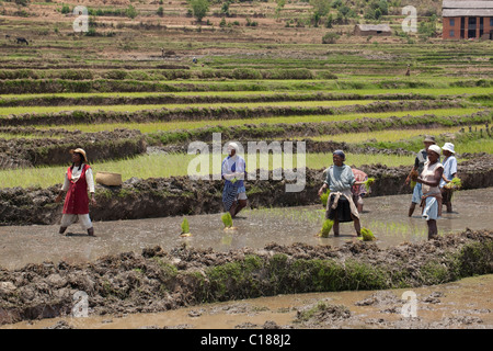 Le riz (Oryza sativa). Les femmes de les planter en semis dans les champs paddy remblayés. Madagascar. Novembre. Banque D'Images