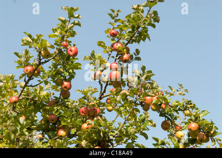 Les pommes prêts à prendre au jardin Banque D'Images