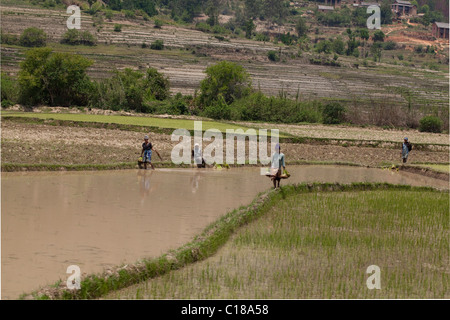 Le riz (Oryza sativa). Les femmes sur le point de planter les semis dans les champs paddy endiguée. Madagascar. Novembre. Banque D'Images