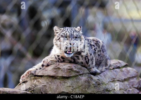 Snow Leopard s'assit sur un rocher roaring Banque D'Images