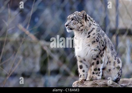 Snow Leopard s'est assis sur un rocher Banque D'Images