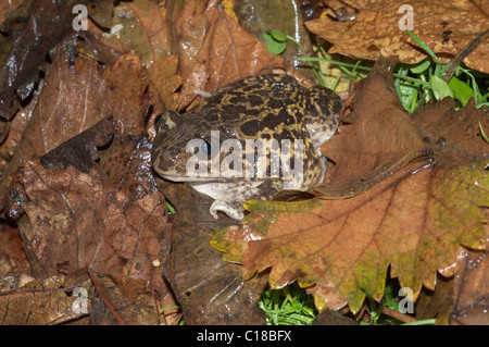 Crapaud de l'Ouest (Pelobates cultripes) Banque D'Images