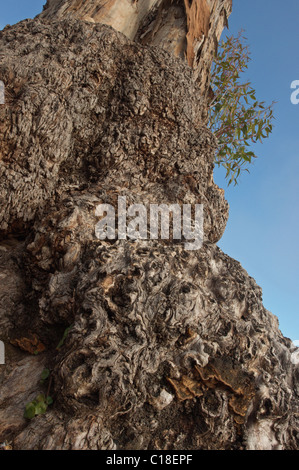 Détail de la nœuds fongiques dans le tronc d'un arbre d'eucalyptus (Eucalyptus globulus) Banque D'Images