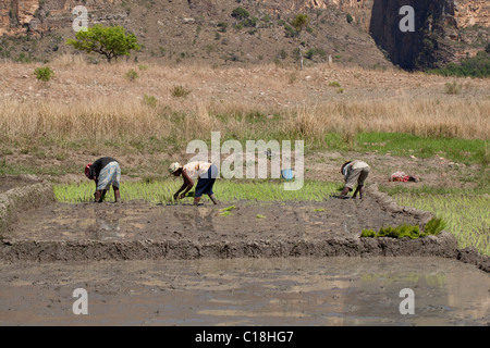 Les femmes le repiquage du riz (Oryza sativa) semis dans les parcelles de riz récemment préparé endiguée. Madagascar. Banque D'Images