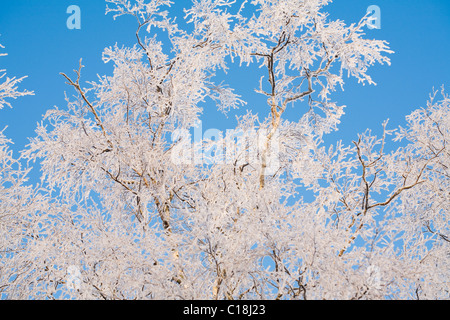 Birch Tree branches couvertes de givre Banque D'Images