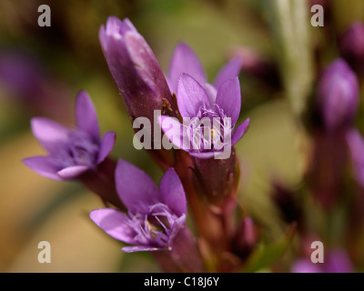 Gentianella amarella Gentiane, automne Banque D'Images