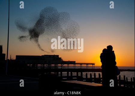 Jeune couple romantique à regarder un troupeau d'étourneaux se percher au coucher du soleil sur la jetée à Aberystwyth Wales UK Banque D'Images