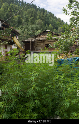 Les plants de marijuana poussent à l'état sauvage dans la région de Old Manali, Manali, Himachal Pradesh, Inde Banque D'Images