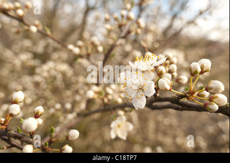 Blossom Prunus avium début du printemps Banque D'Images