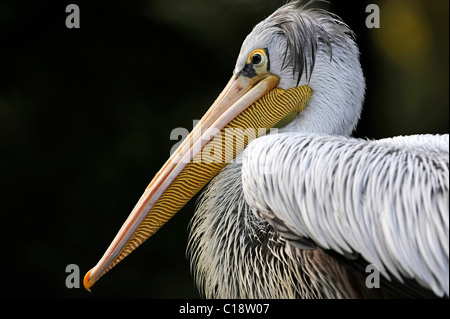 Dalmation Pelican (Pelecanus crispus), portrait, Tierpark Berlin, Germany, Europe Banque D'Images