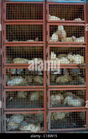 Poulets en cage en direct d'être transportés pour la vente, Manali, Himachal Pradesh, Inde Banque D'Images