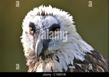 Gypaète barbu (LIC)), portrait, Tierpark Berlin, Germany, Europe Banque D'Images