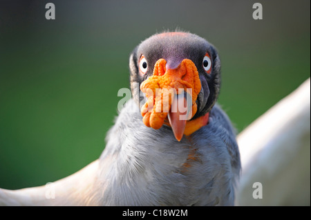 Vautour pape (Sarcorhamphus papa), portrait, Tierpark Berlin, Germany, Europe Banque D'Images