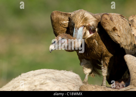 Vautour fauve debout sur la carcasse des cheval blanc Banque D'Images