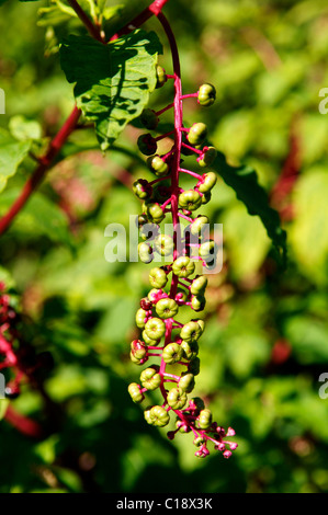 Du phytolaque (pokeweed) Américains (Phytolacca americana), Marksboro, fruits, New Jersey, USA, Amérique du Nord Banque D'Images