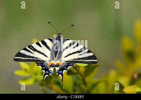 Swallowtail Iphiclides podalirius (rare) Banque D'Images