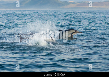 Dauphin commun à long bec, Delphinus capensis. Sardine run, wildcoast, Afrique du Sud Banque D'Images