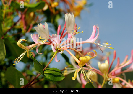 Le chèvrefeuille (Lonicera periclymenum européenne), les fleurs Banque D'Images