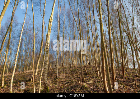 Soleil du printemps à travers un bois de bouleau argenté colonisé naturellement mince tronc d'arbre sans feuilles contre ciel bleu sur la pente raide Banque D'Images