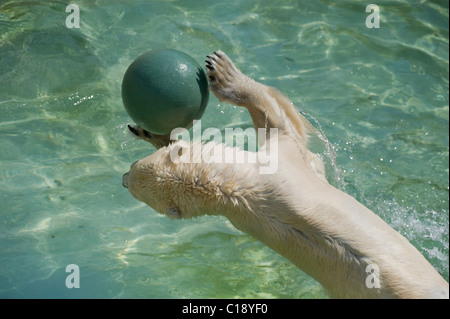 Ours polaire (Ursus maritimus) jouant avec une balle, Zoo Schönbrunn, Vienne, Autriche, Europe Banque D'Images