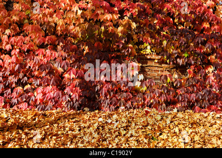 Mur de végétation, Boston ivy (du Parthenocissus tricuspidata), Munich, Bavaria, Germany, Europe Banque D'Images