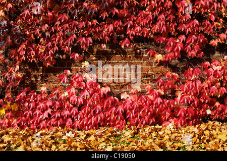 Mur de végétation, Boston ivy (du Parthenocissus tricuspidata), Munich, Bavaria, Germany, Europe Banque D'Images