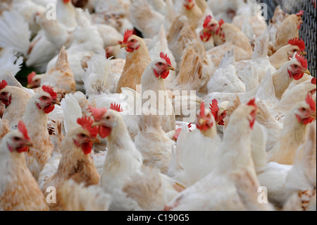 Les poulets, la volaille, le poulet fermier farm Banque D'Images