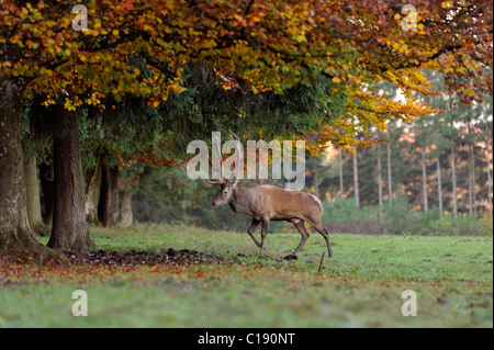 Red Deer (Cervus elaphus), cerf, dans hoarftost meadow Banque D'Images