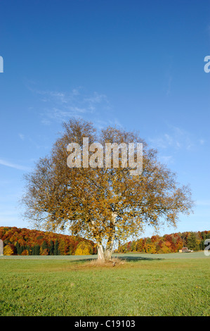 Bouleau pleureur arbre, le bouleau verruqueux, bouleau blanc (Betula pendula) dans un pré Banque D'Images