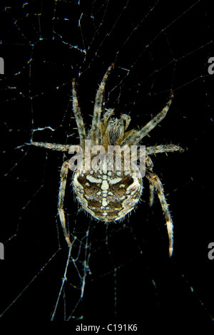 Jardin araignée européenne (Araneus diadematus) ou diadème araignée dans sa toile Banque D'Images