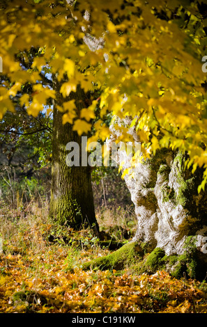 IMAGE PORTRAIT D'ARBRES EN AUTOMNE Banque D'Images