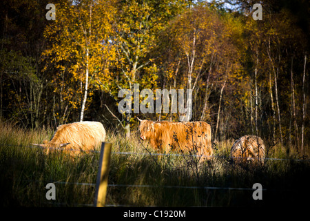IMAGE LIBRE DE VACHES HIGHLAND derrière une clôture en Ecosse Banque D'Images
