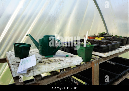 Stock photo d'une table dans un polytunnel où les graines sont semées dans des bacs en plastique. Banque D'Images