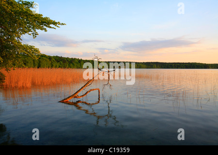 L'humeur du soir sur le lac Grosser Stechlinsee, l'un des plus propres et le plus clair des lacs dans le nord de l'Allemagne, Havelland-fläming Banque D'Images