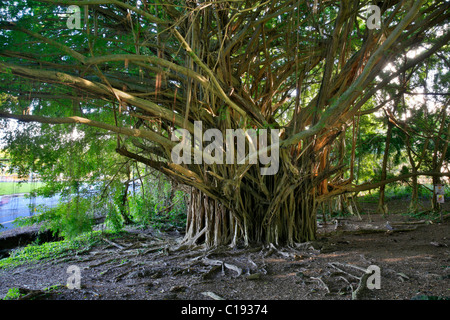 Arbre de banian (Ficus) près de Rainbow Falls, Hilo, Big Island, Hawaii, Hawaii, USA Banque D'Images