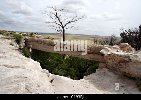 L'Agate Bridge dans la Forêt Pétrifiée National Monument, Arizona, USA Banque D'Images