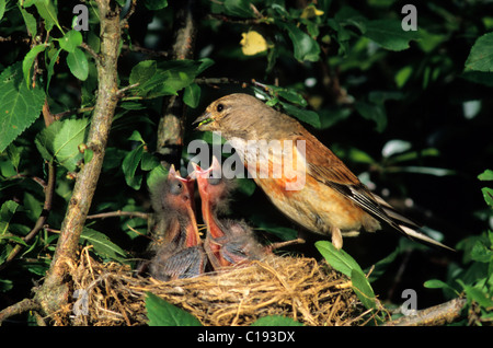 (Acanthis cannabina Linnet), homme, nourrir les jeunes oiseaux dans son nid Banque D'Images