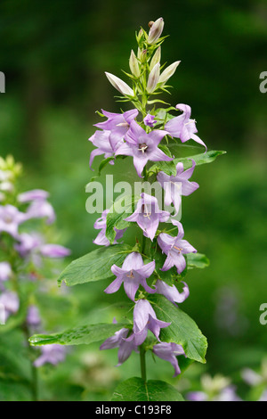 L'ortie-leaved Bellflower (campanula trachelium), Rhoen Mountains, Hesse, Germany, Europe Banque D'Images