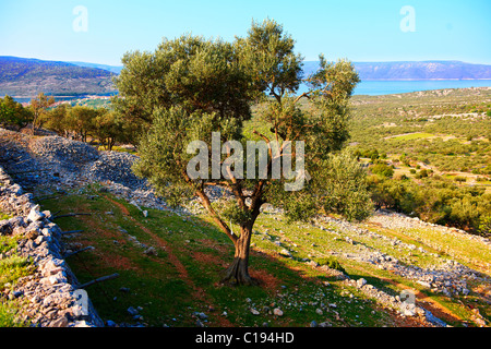 Les champs et les oliveraies anciennes au-dessus de la ville de Cres, Cres, Croatie Banque D'Images