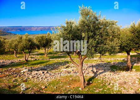 Les champs et les oliveraies anciennes au-dessus de la ville de Cres, Cres, Croatie Banque D'Images