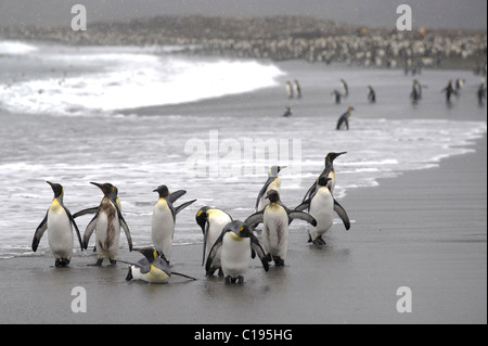 Le manchot royal (Aptenodytes patagonicus) sur une plage, la baie de St Andrews, la Géorgie du Sud Banque D'Images